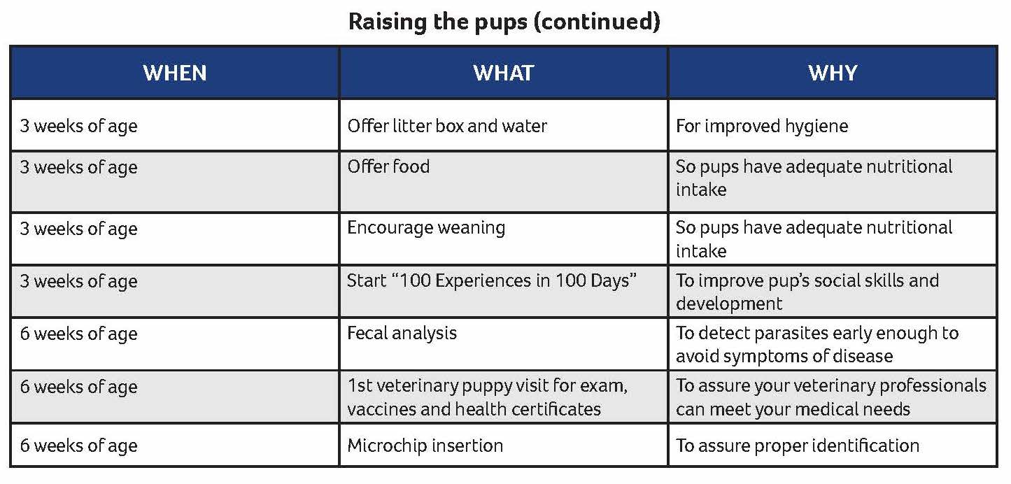 Dog in 2024 heat timeline