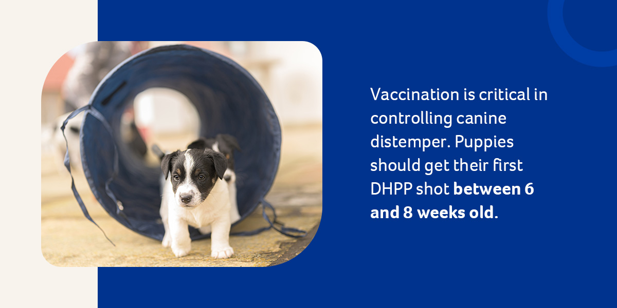 Canine Distemper Vaccination Chart