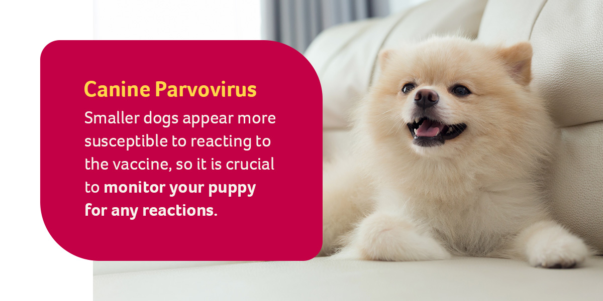 Canine Parvovirus