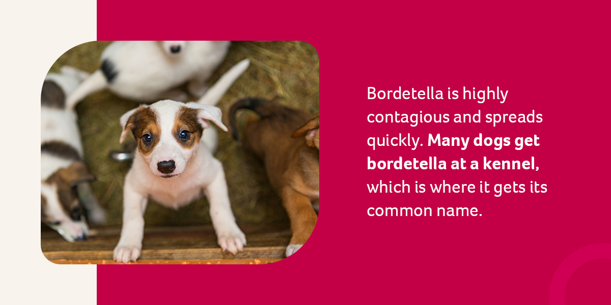 Bordetella chart