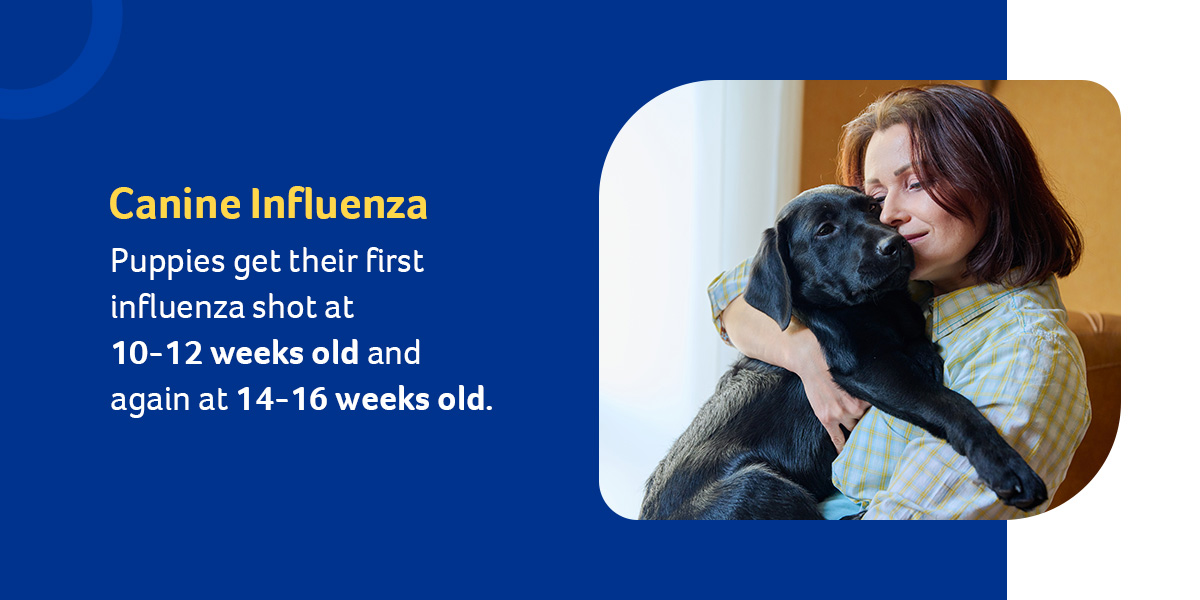 Canine influenza chart