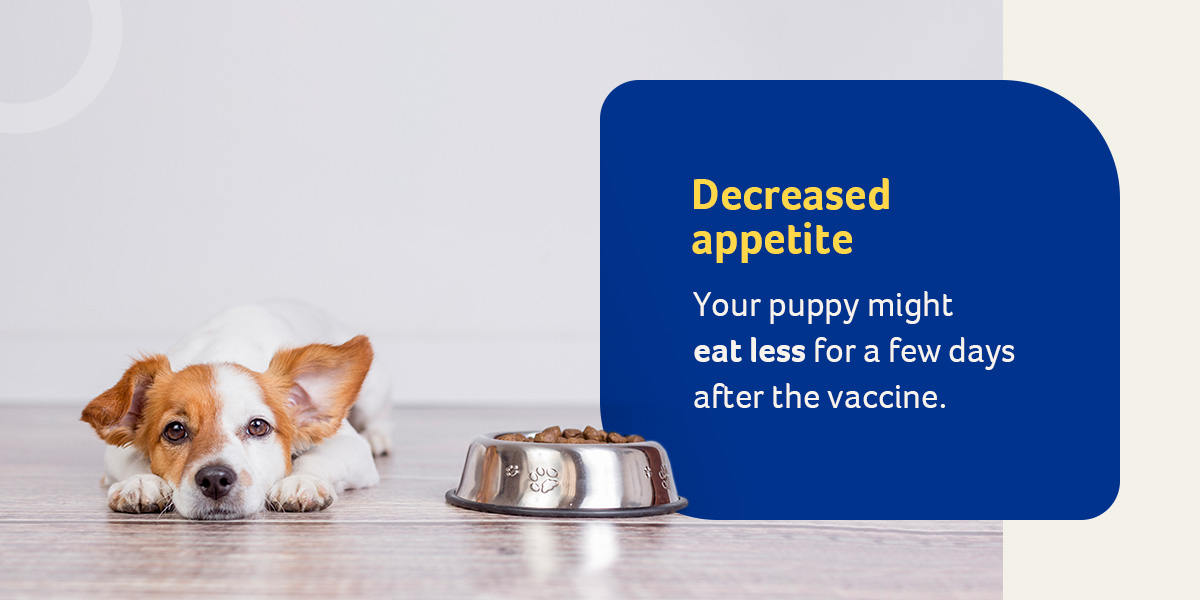 how long after 2nd vaccination can puppy