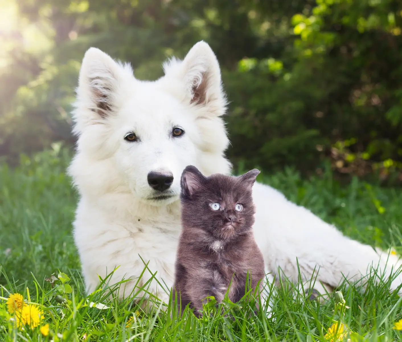 Is It Normal For Newborn Puppies To Twitch