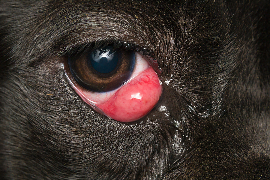 Dog with cherry eye