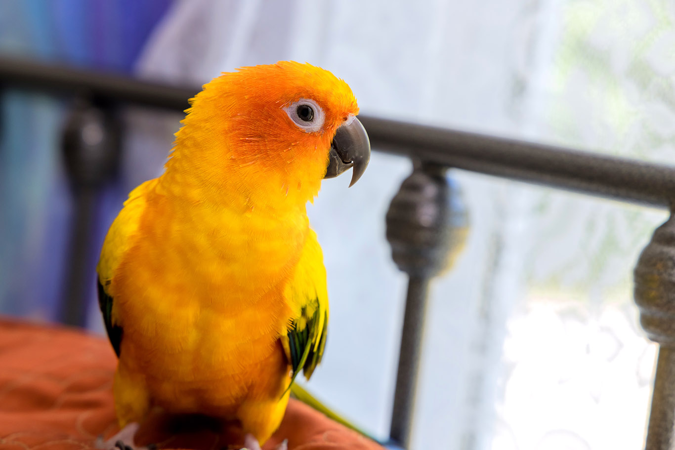 Safe Temperature for Pet Birds: Ultimate Guide to Keep Them Healthy