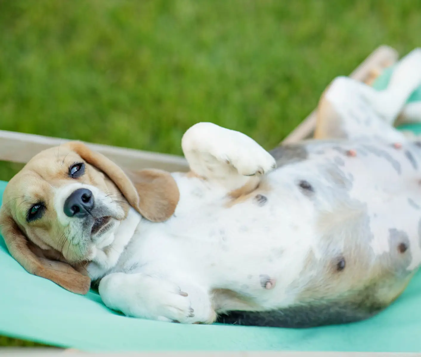Do Dogs Gain Weight When Pregnant