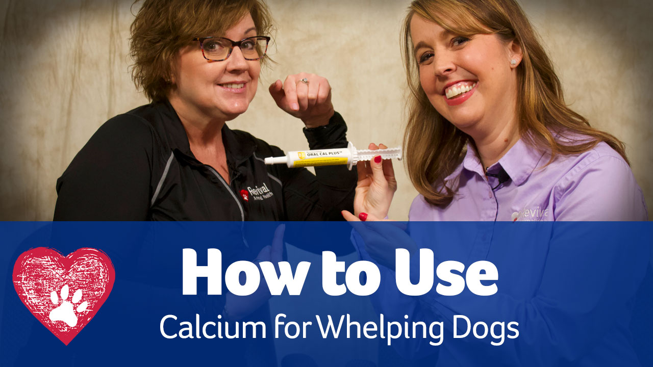 When Should I Give My Dog Calcium After Whelping