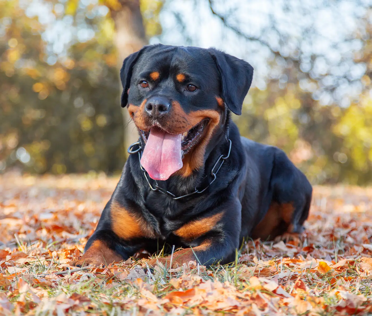 what causes low sperm count in dogs