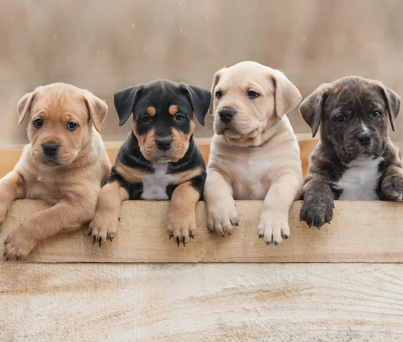 4 Tips for Weaning Puppies