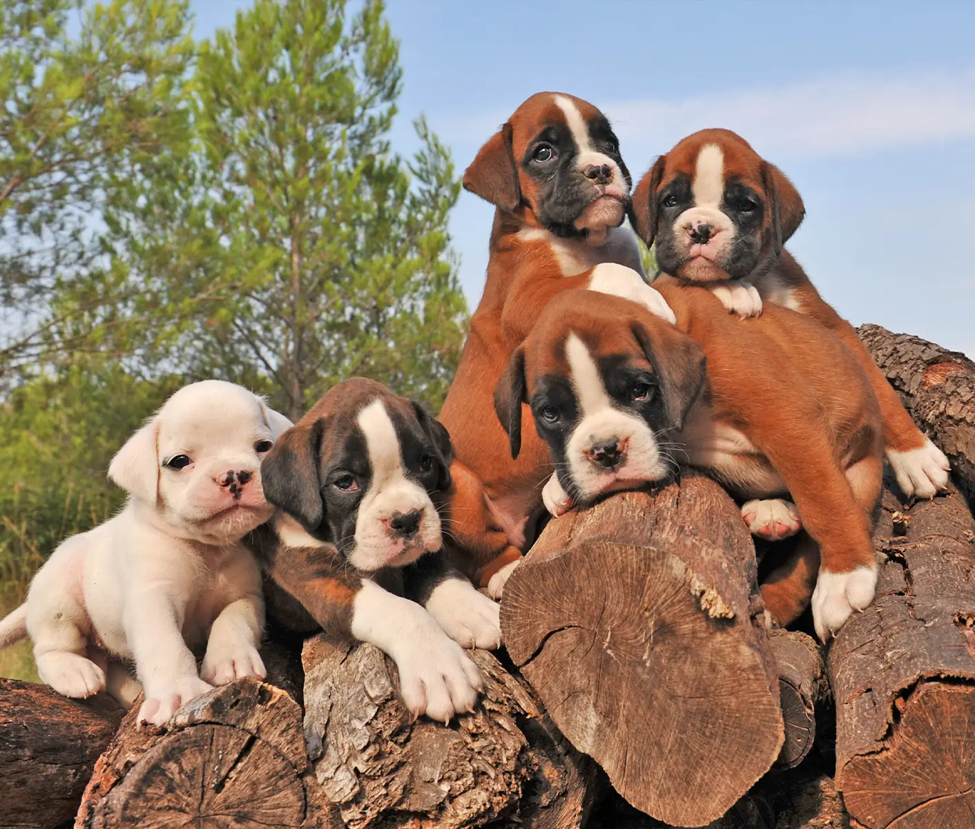 Basic Kennel Management of Dogs