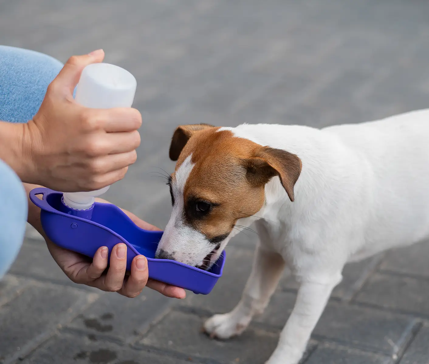 Is Your Puppy Drinking Enough Water? – American Kennel Club