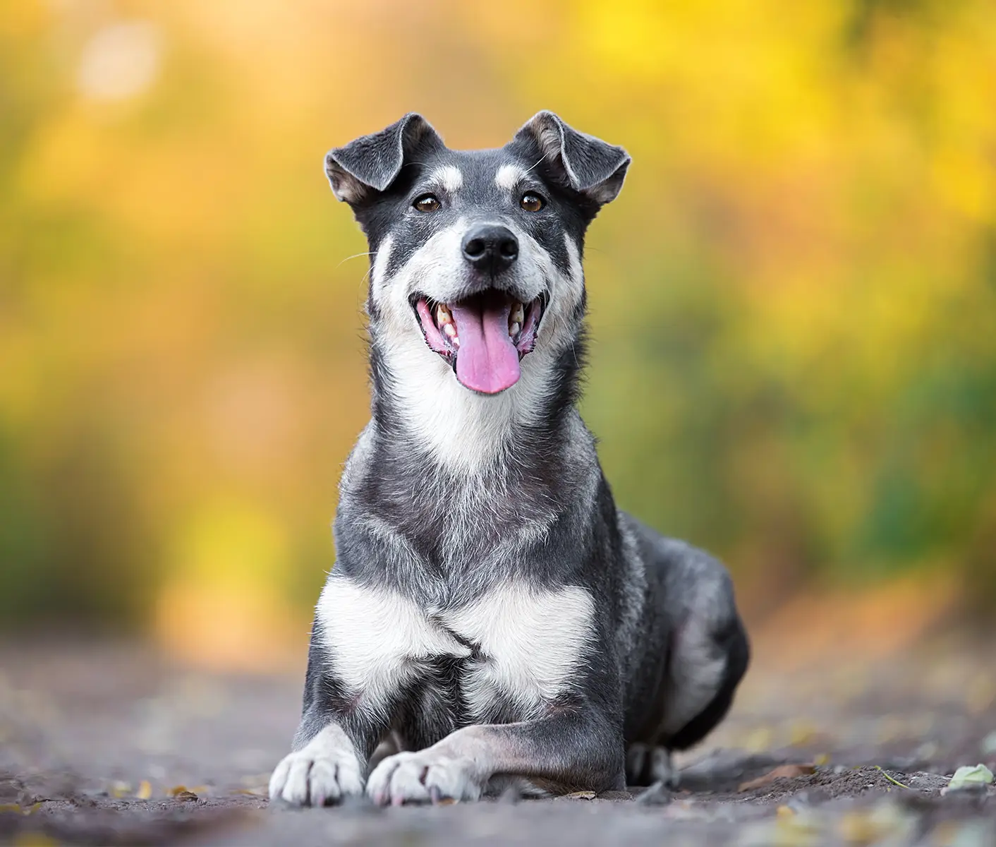 dog-vaccine-abbreviations-revival-animal-health