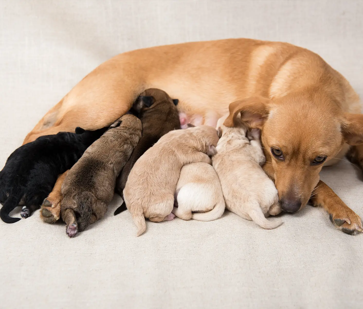 Information about breeding and whelping a litter of puppies