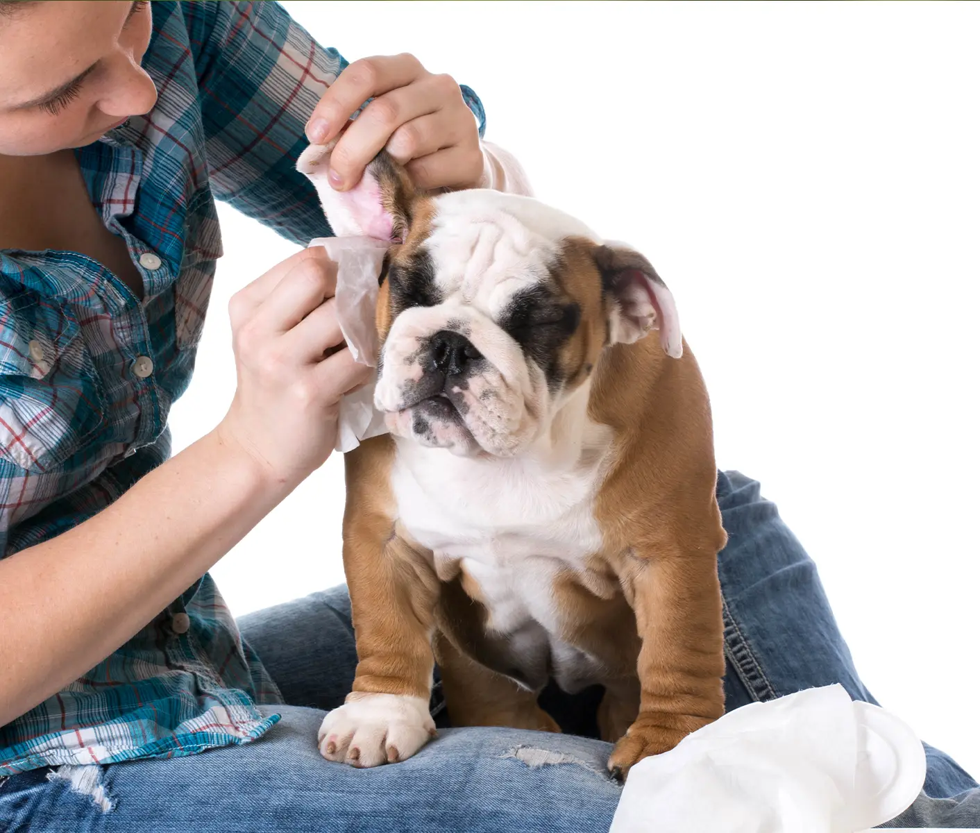 how-to-clean-a-dog-s-or-cat-s-ears