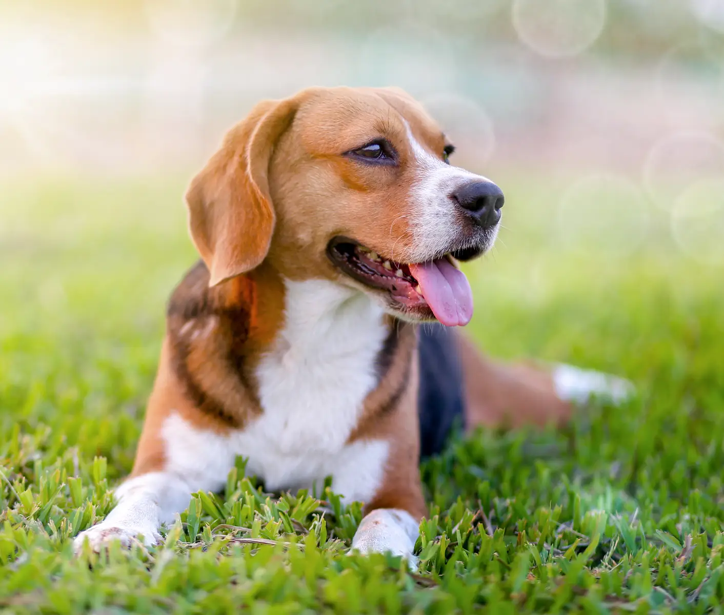 Does A Dog Need A Heartworm Test Every Year