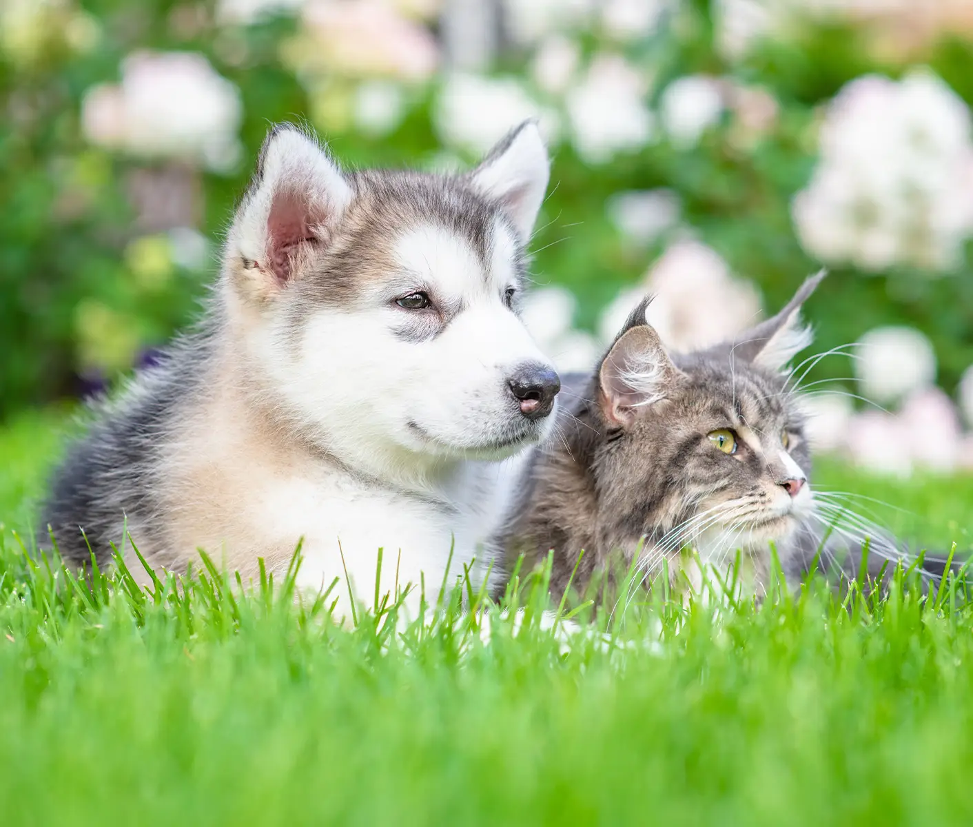 can cocidia be transmitted from dogs to cats