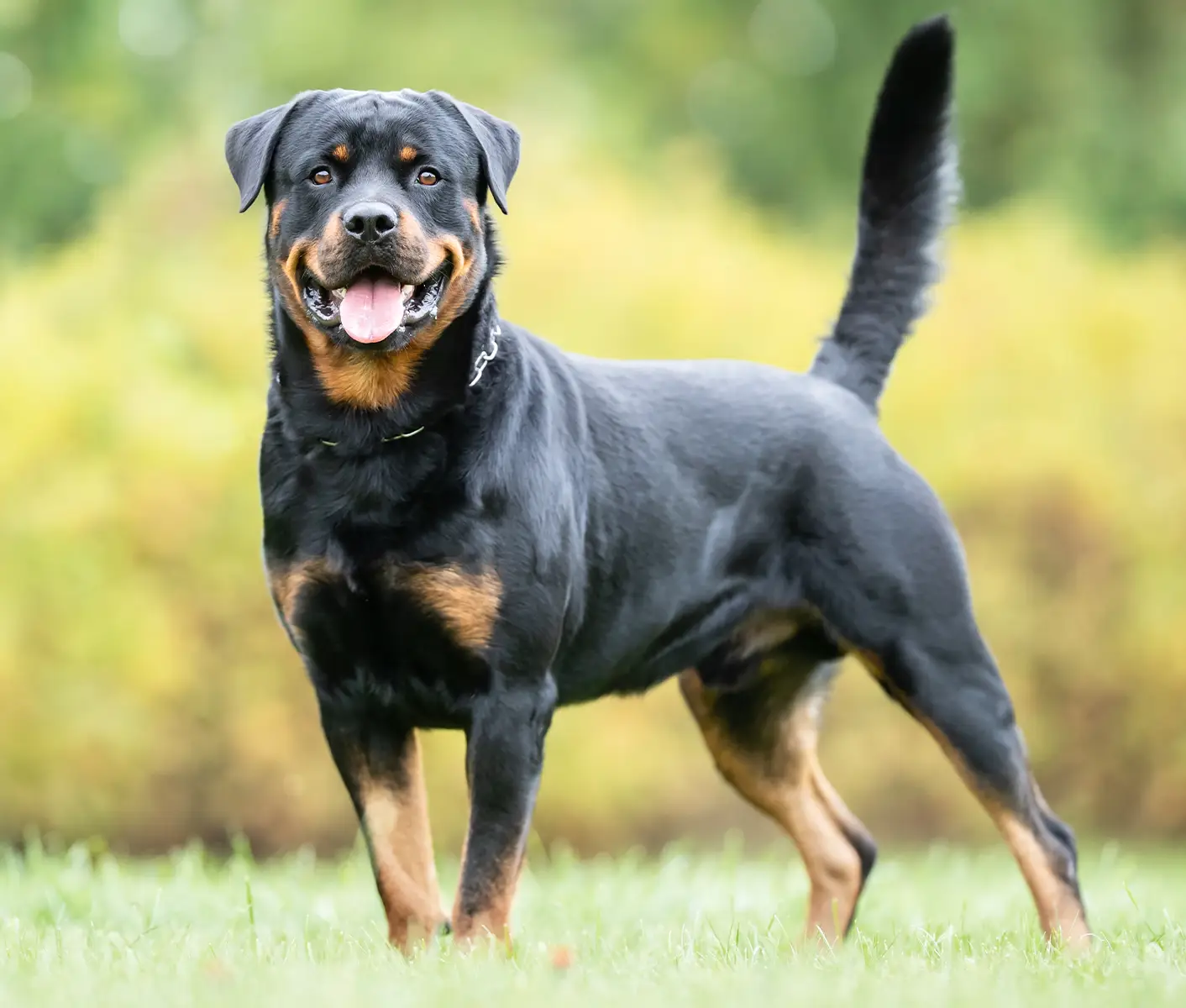 what causes low sperm count in dogs