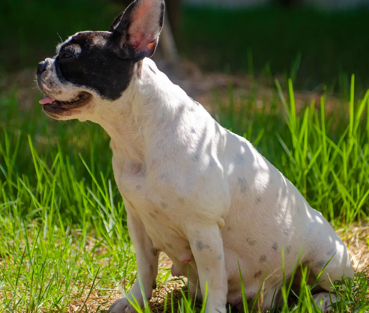 Metritis in Dogs: Understanding Uterus Infections in Dogs