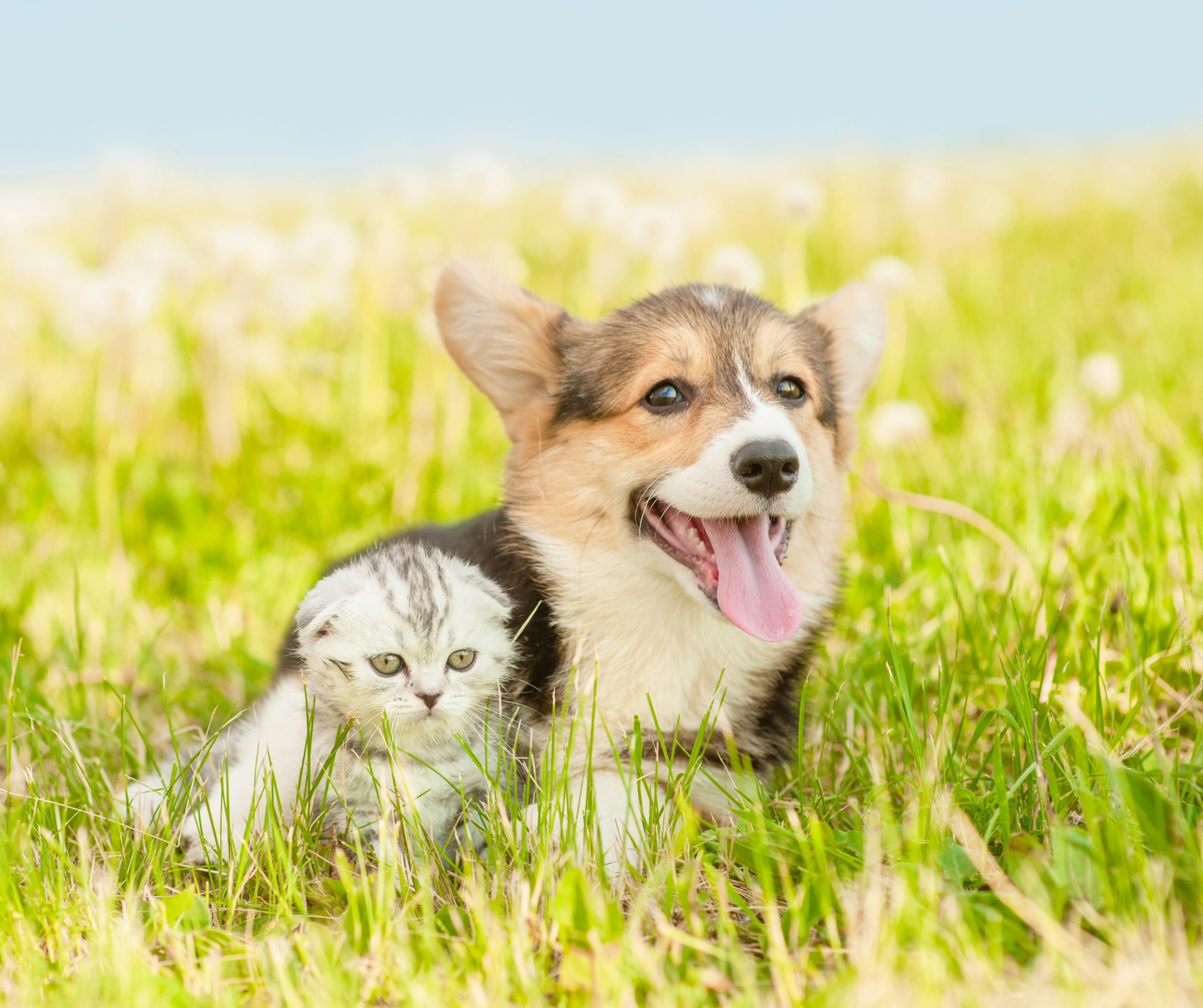 periodontal-disease-in-dogs-and-cats