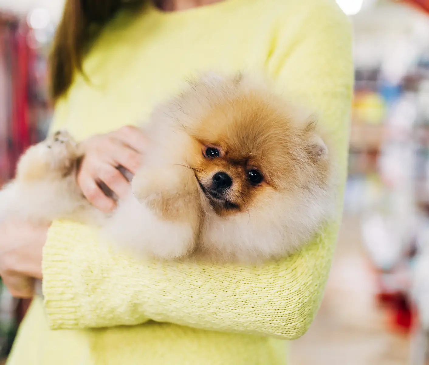 why-is-my-newborn-puppy-pooping-yellow