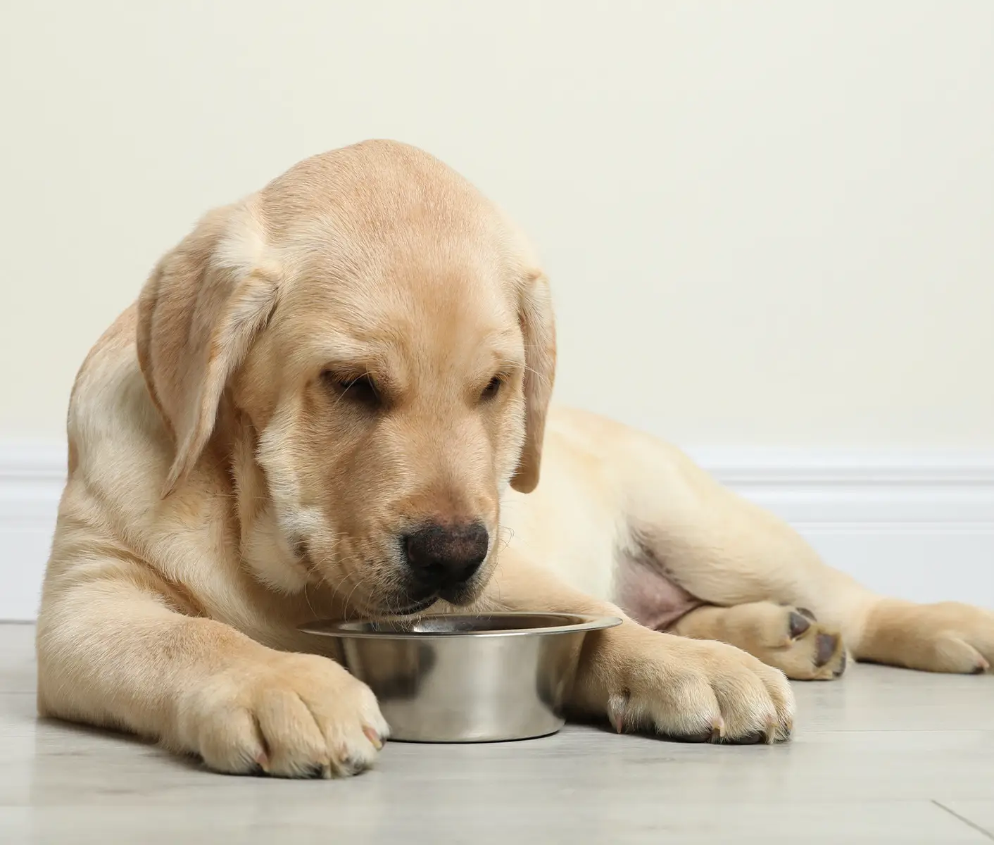 Raw Diets for Dogs