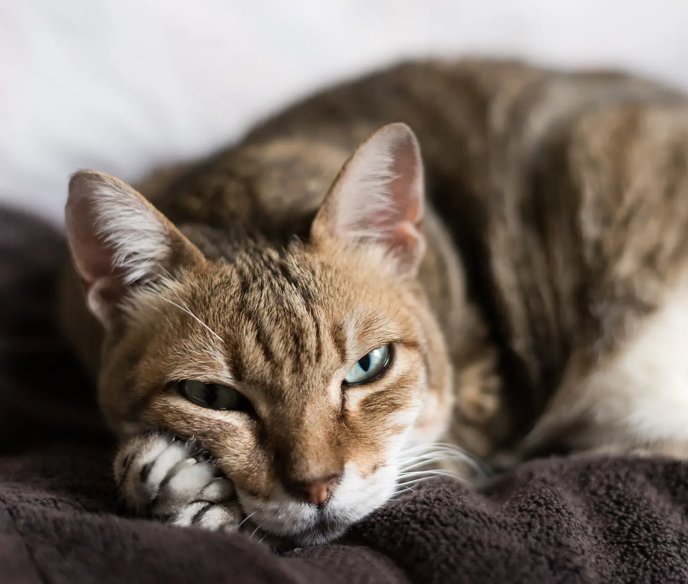 Health Problems in Older Cats Senior Cat Conditions