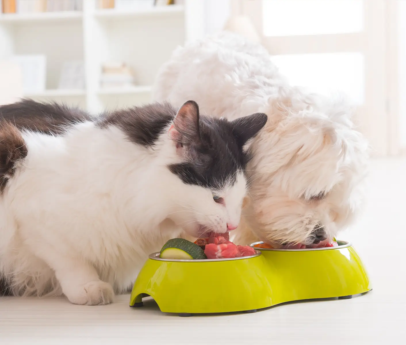 Is cat food on sale toxic to dogs