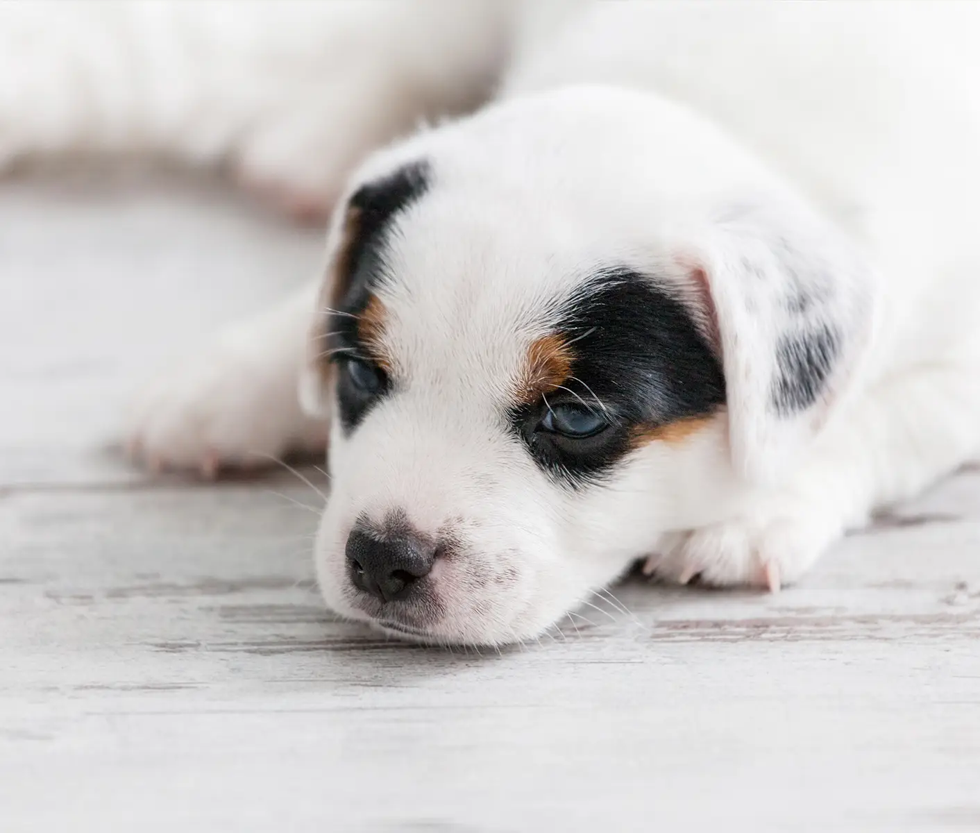 what can i give my 5 week old puppy for constipation