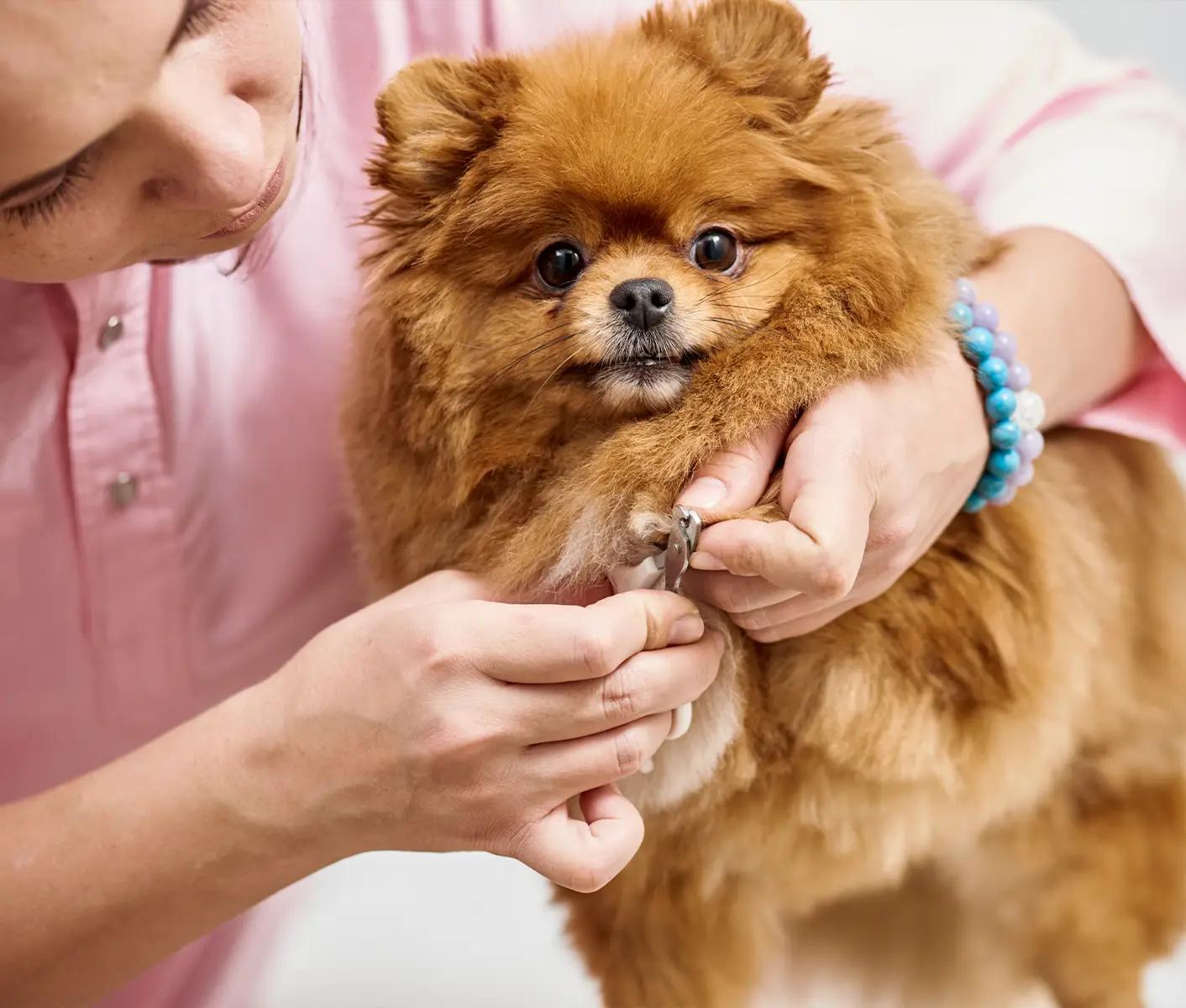 How To Use Nail Clippers For Dogs: 7 Steps Guide – RexiPets