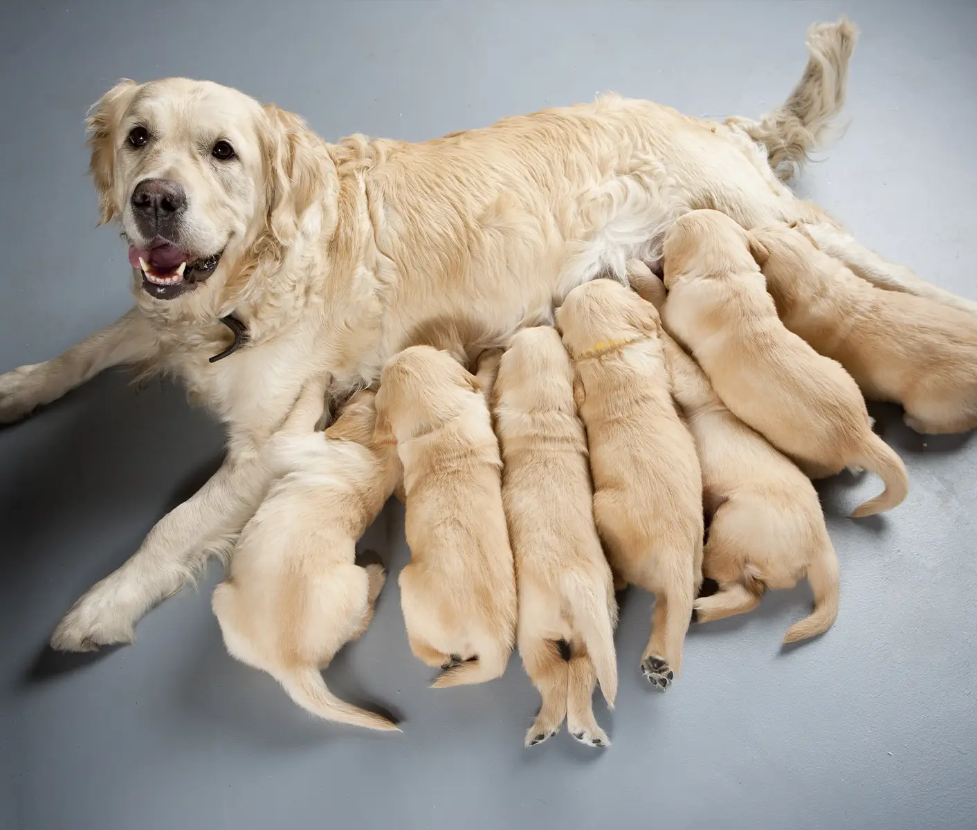 Female dog fertility supplements sale