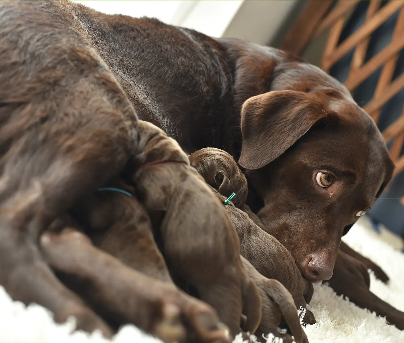 Mother dog not shop producing enough milk