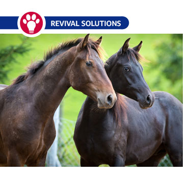 Wormer Rotation For Horses | Deworming Horses Schedule