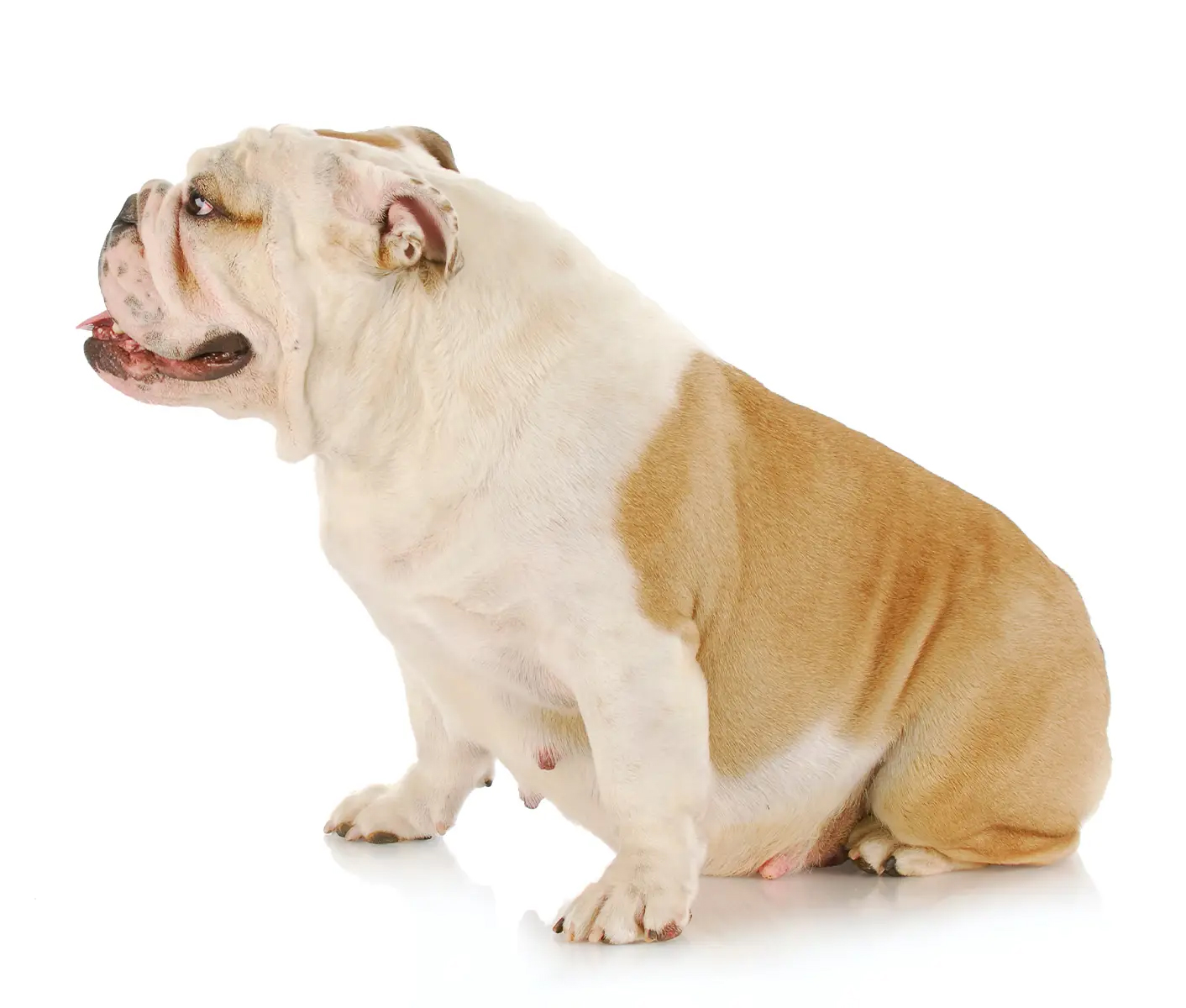 do dogs gain weight when pregnant