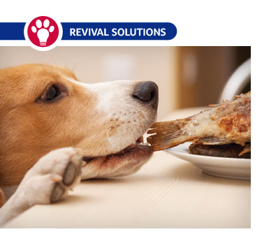 how to help a dog with digestive problems