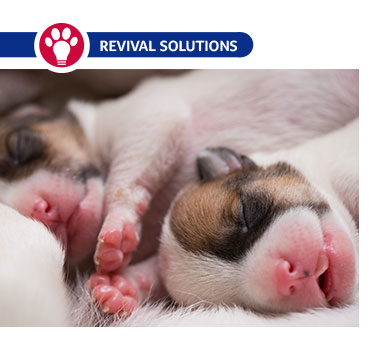 is umbilical hernia hereditary in dogs