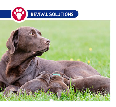 Revival Animal Health - When Cats and Dogs Won't Milk