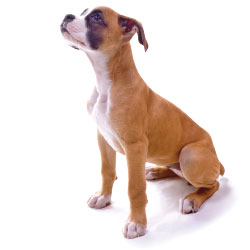 what is skin fold dermatitis in dogs