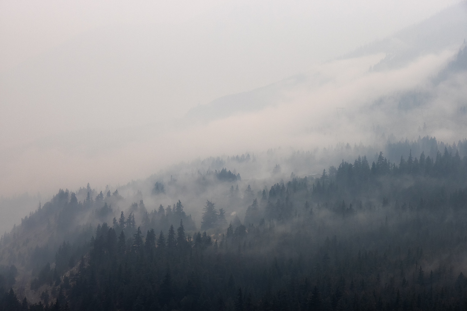 Wildfire Smoke and Pets How Does Poor Air Quality Affect Animals?