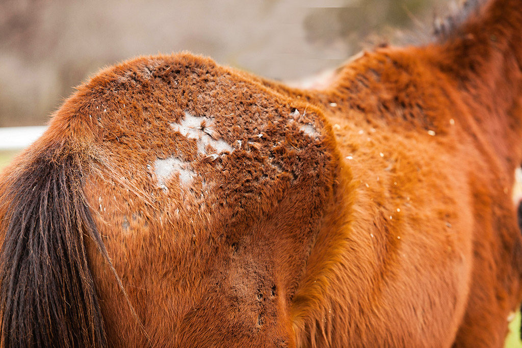 Rain rot on a horse