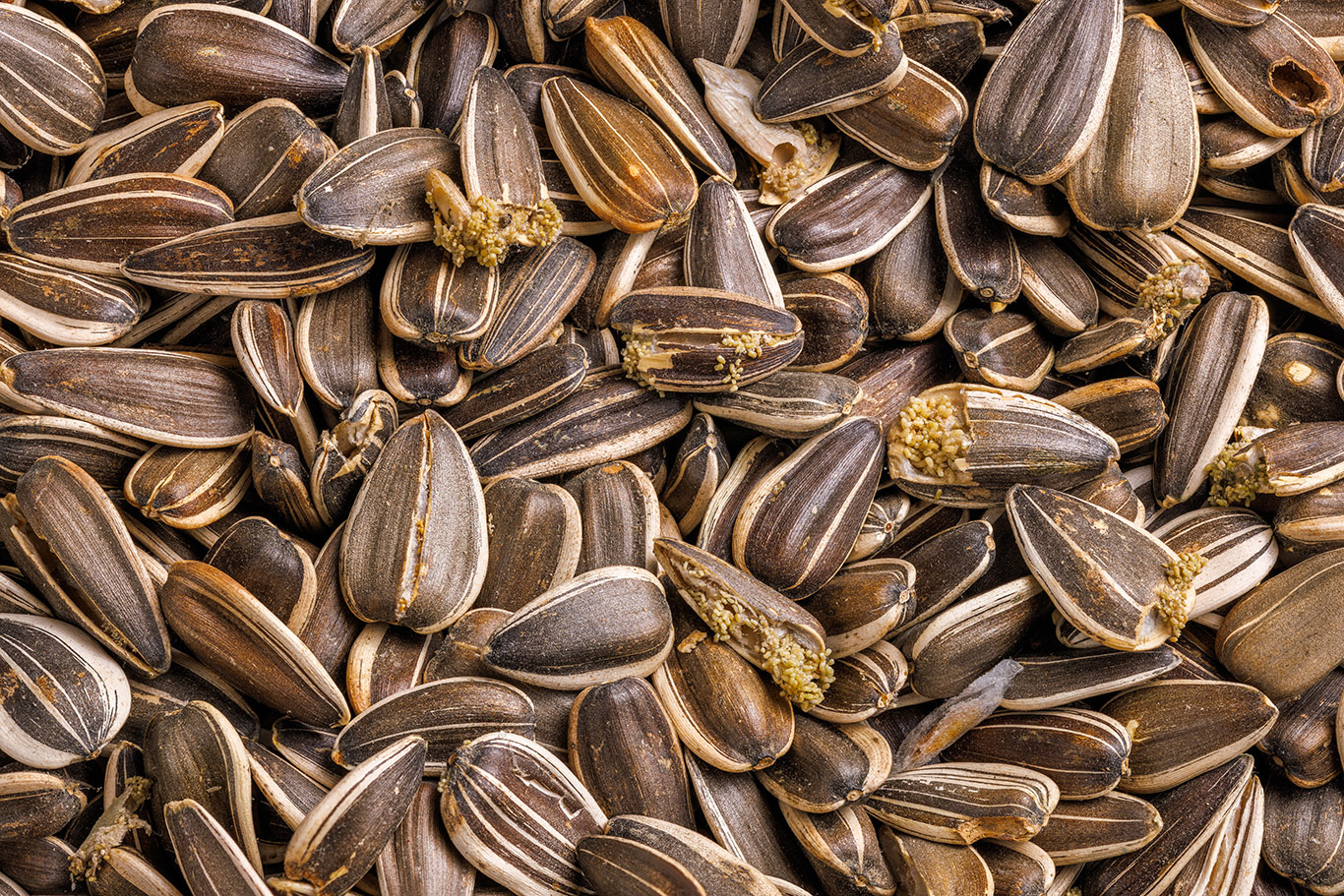 Signs of Pantry moth in sunflower seeds