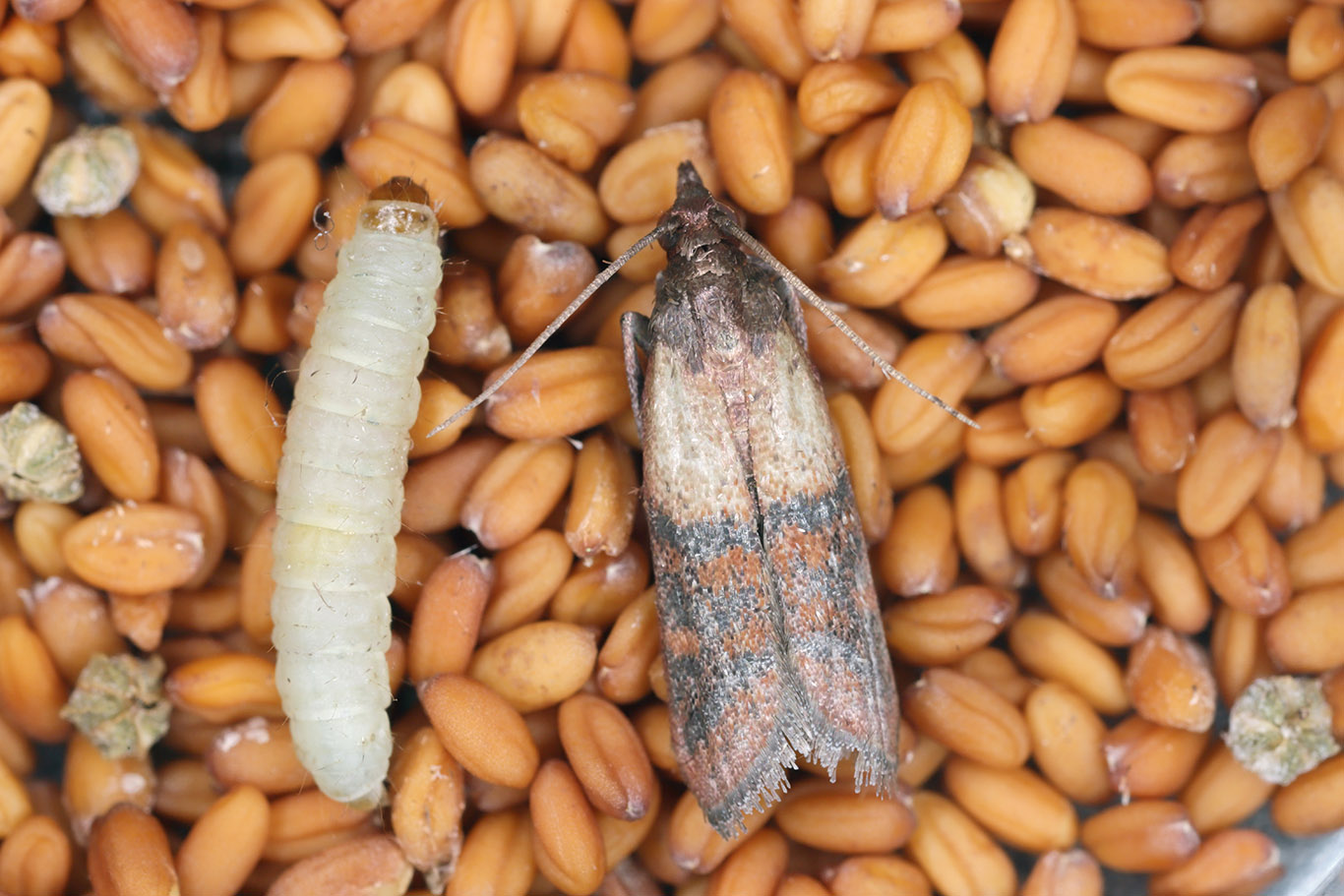 Pantry moth and larvae