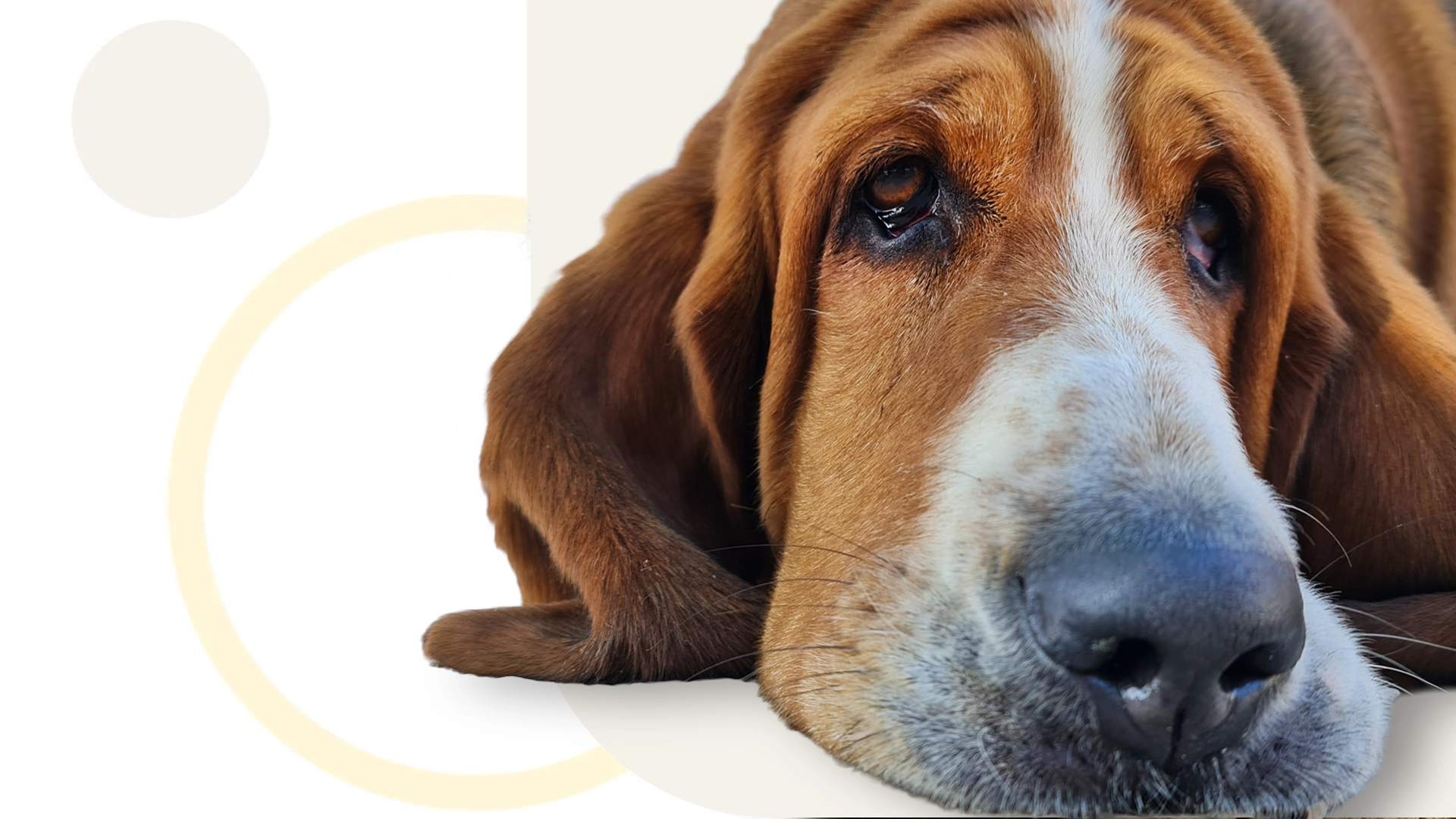 bpc 157 for dogs dosage chart FDA's Review Of Peptides Signals A Growing Public Health Challenge BPC-157 Dosage For Dogs: Research